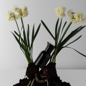 Isle of Blanc Perfume