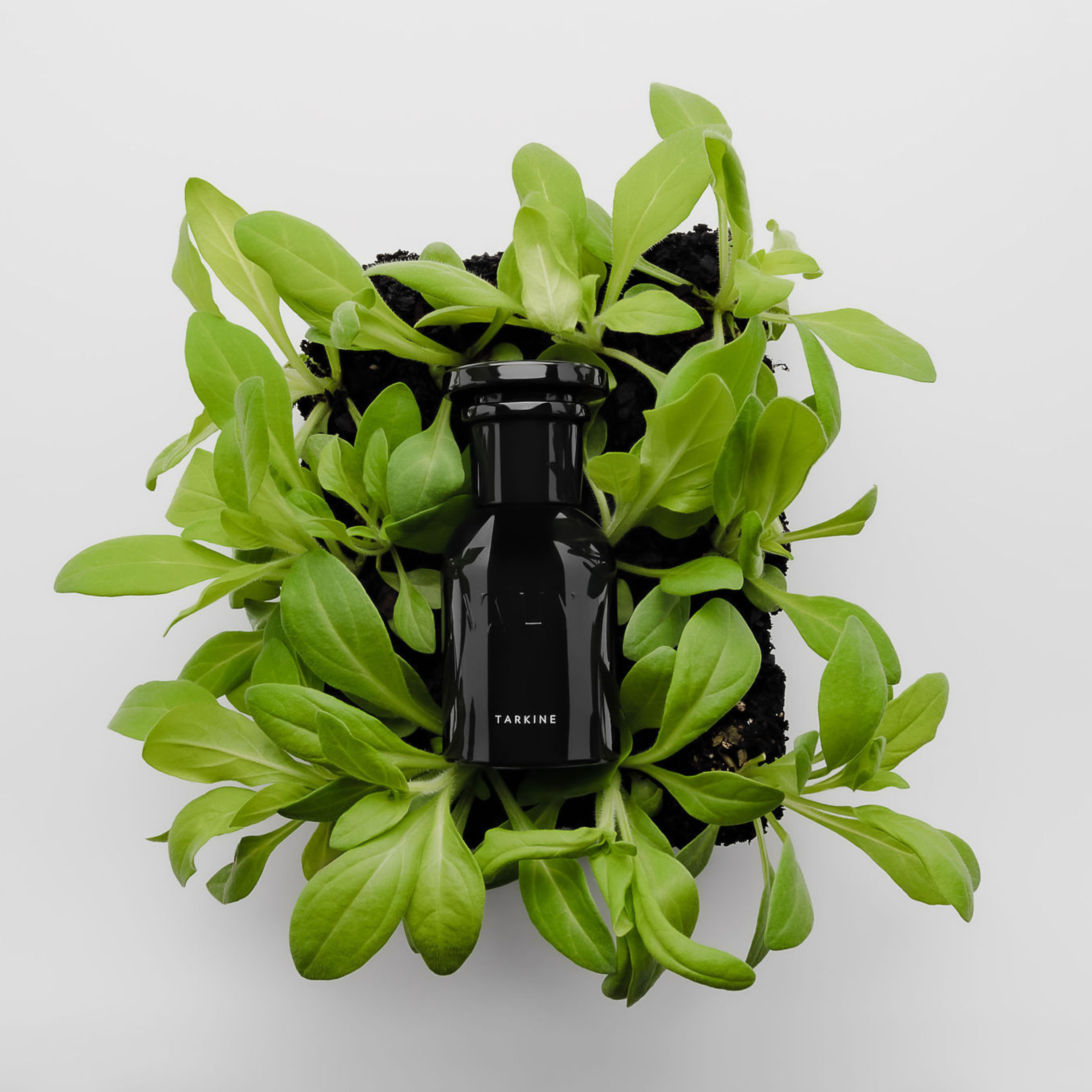 Tarkine Perfume